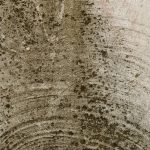 Types of Fungus a Mold and Mildew Can Bring