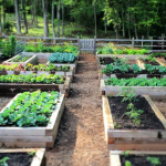 Indulge Your Green Thumb: A Boutique Gardening Process
