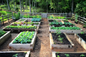 Indulge Your Green Thumb: A Boutique Gardening Process