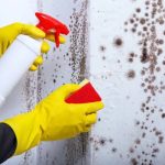 Why Hiring a Mould Specialist in Singapore Is the Smartest Way to Protect Your Home