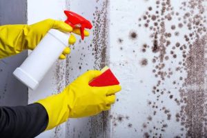 Why Hiring a Mould Specialist in Singapore Is the Smartest Way to Protect Your Home