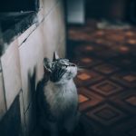 Cat, pet, nature — Buusti kirjaudu - Online Roulette Game Review