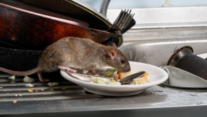 How Rat Control Specialists Use Modern Tools to Safeguard Homes From Infestation