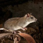 Managing Rodent Infestations In Los Angeles: A Practical Guide