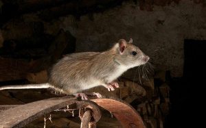 Managing Rodent Infestations In Los Angeles: A Practical Guide