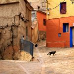 Street, cat, rural — Zagraj W Maszyny Hazardowe Online Za Darmo