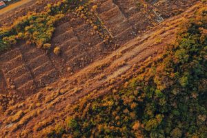 Forest Land Diversion: Clear Steps for Infrastructure Projects